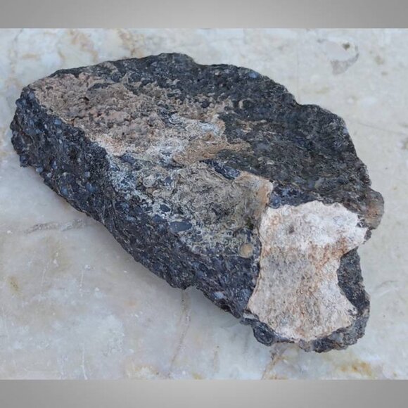 dinosaur bone fossil 02 - Picture 4 of 6